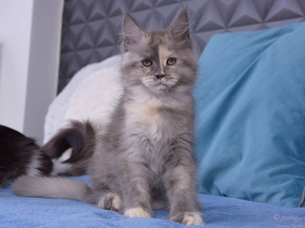 kocięta maine coon