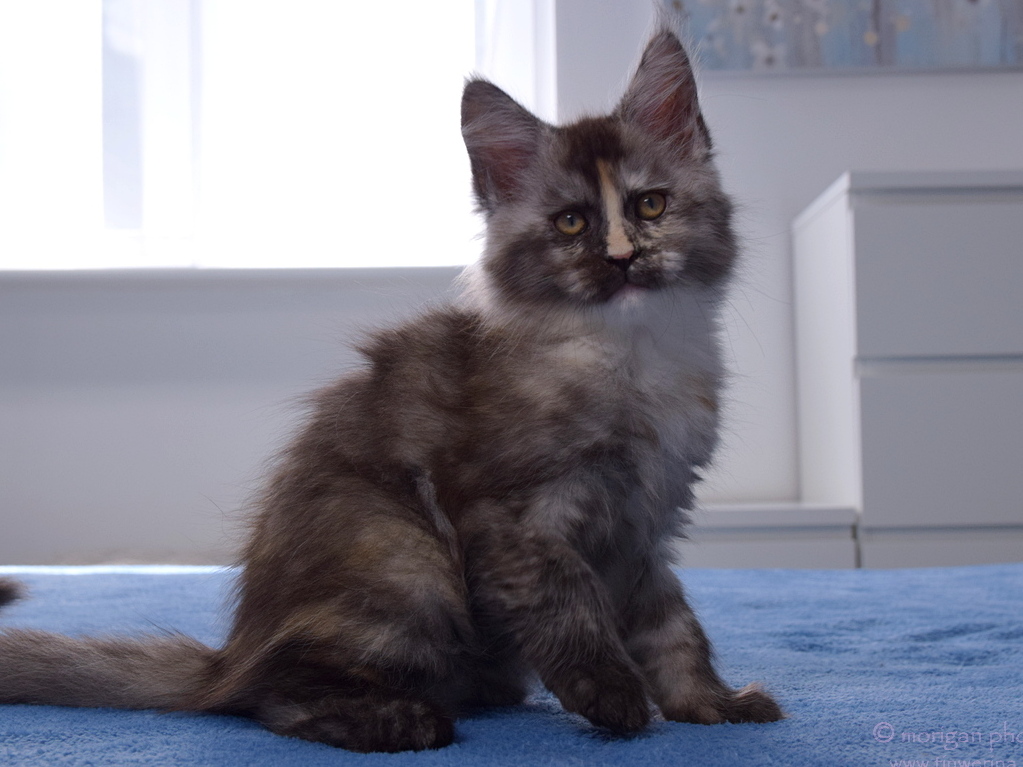 kocięta maine coon