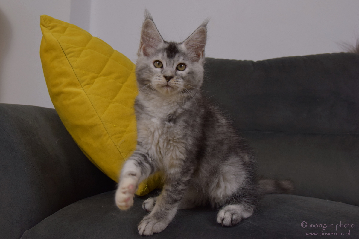 kocięta maine coon