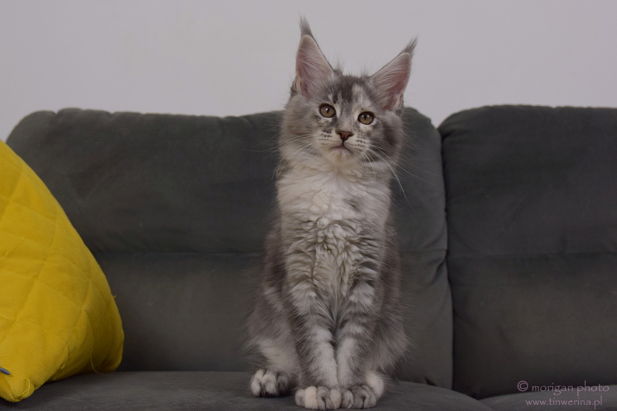 kocięta maine coon