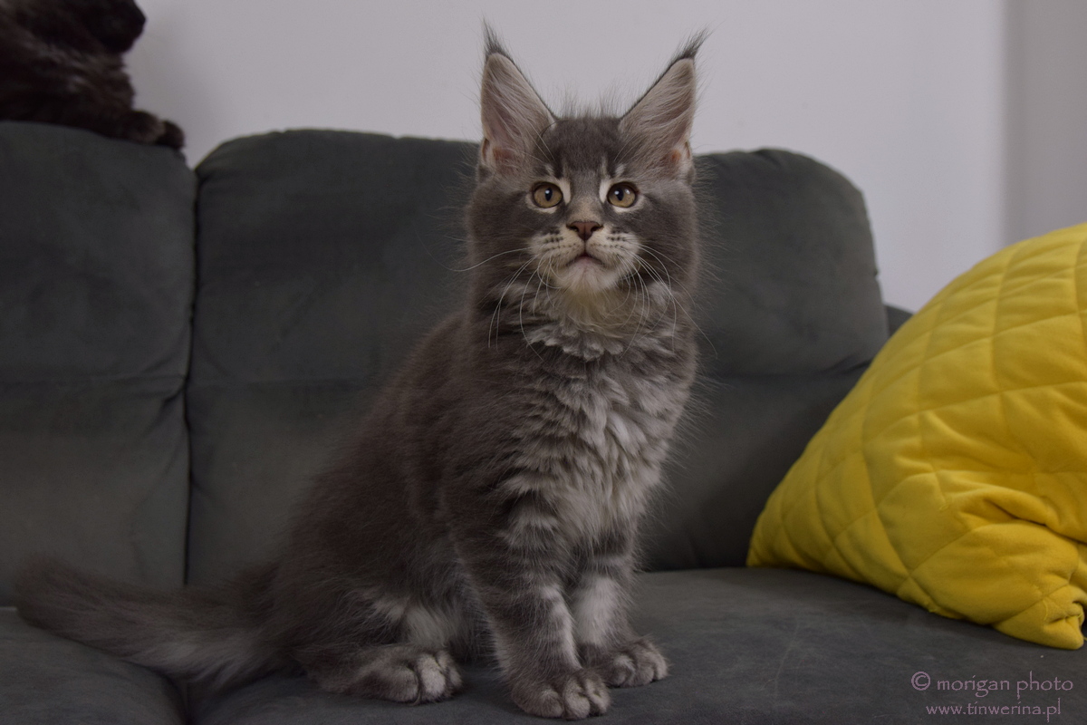 kocięta maine coon