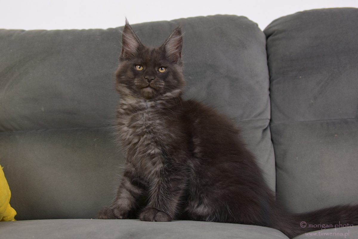 kocięta maine coon