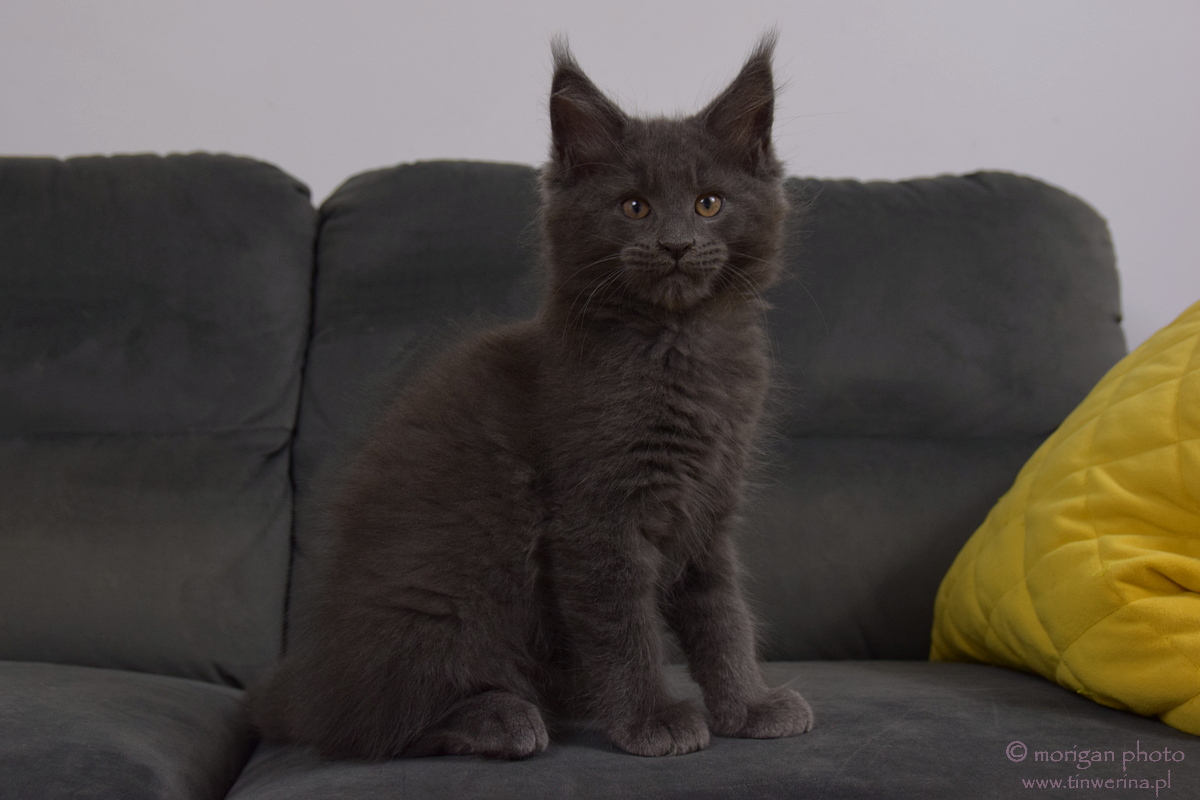 kocięta maine coon