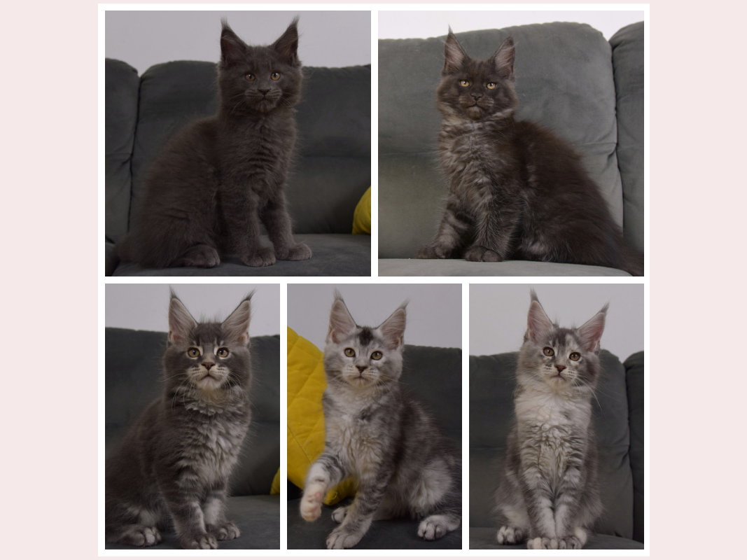 kocięta maine coon