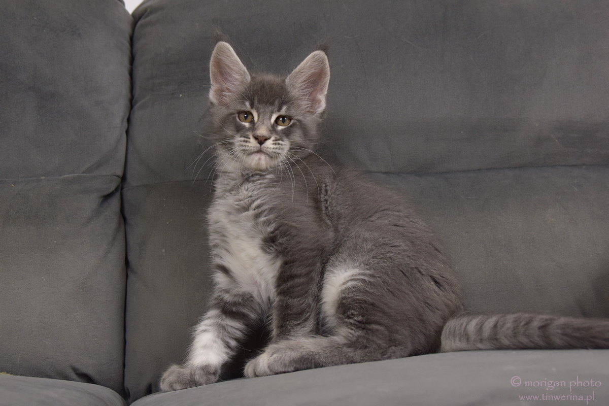 kocięta maine coon