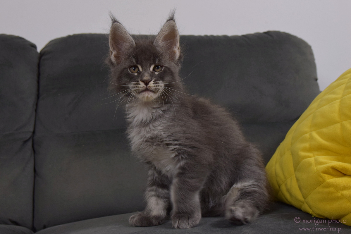 kocięta maine coon