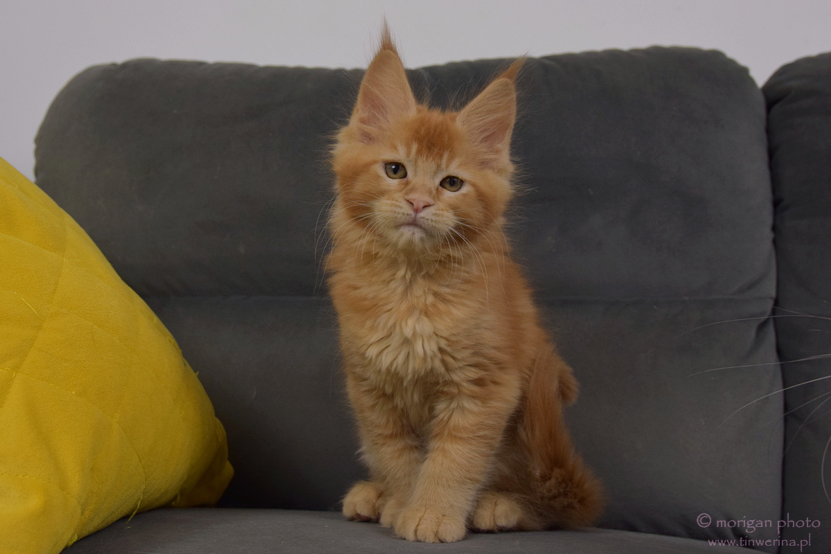 kocięta maine coon