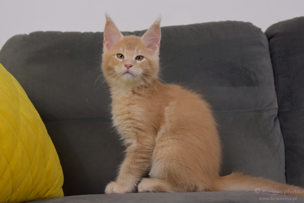 kocięta maine coon