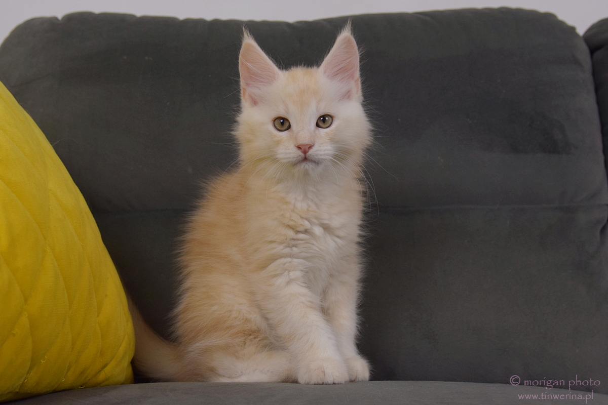 kocięta maine coon