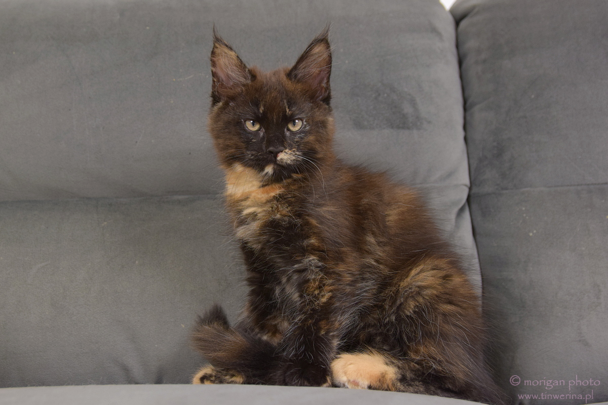 kocięta maine coon