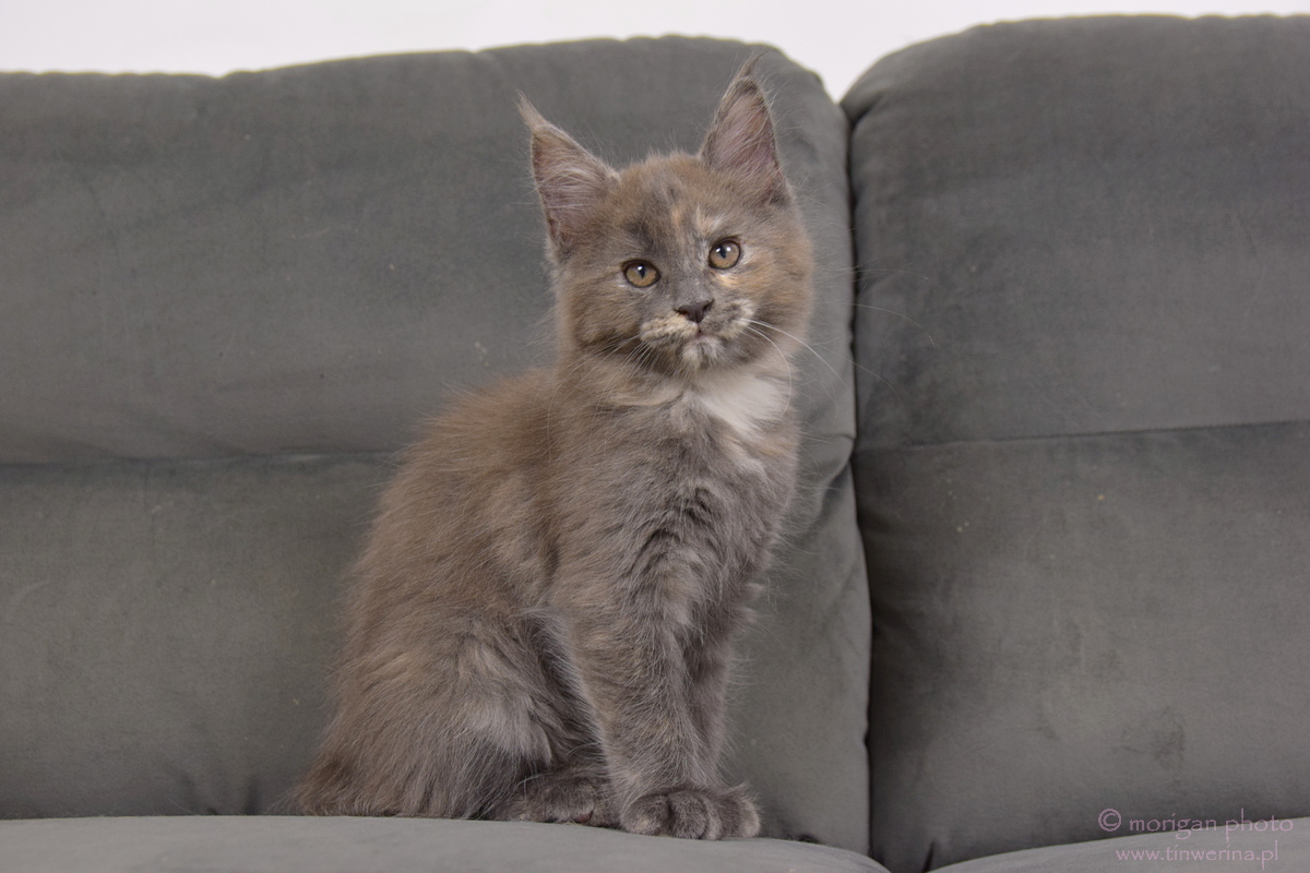 kocięta maine coon