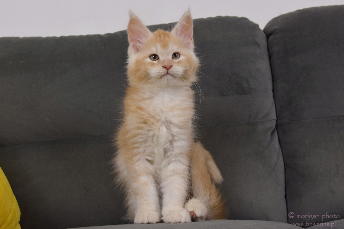 kocięta maine coon