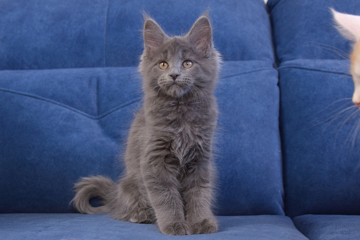 kocięta maine coon