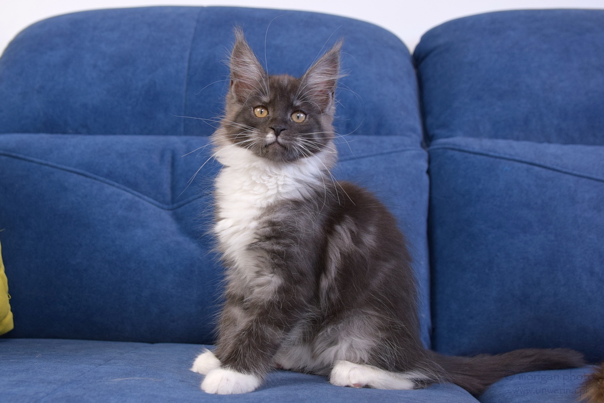 kocięta maine coon