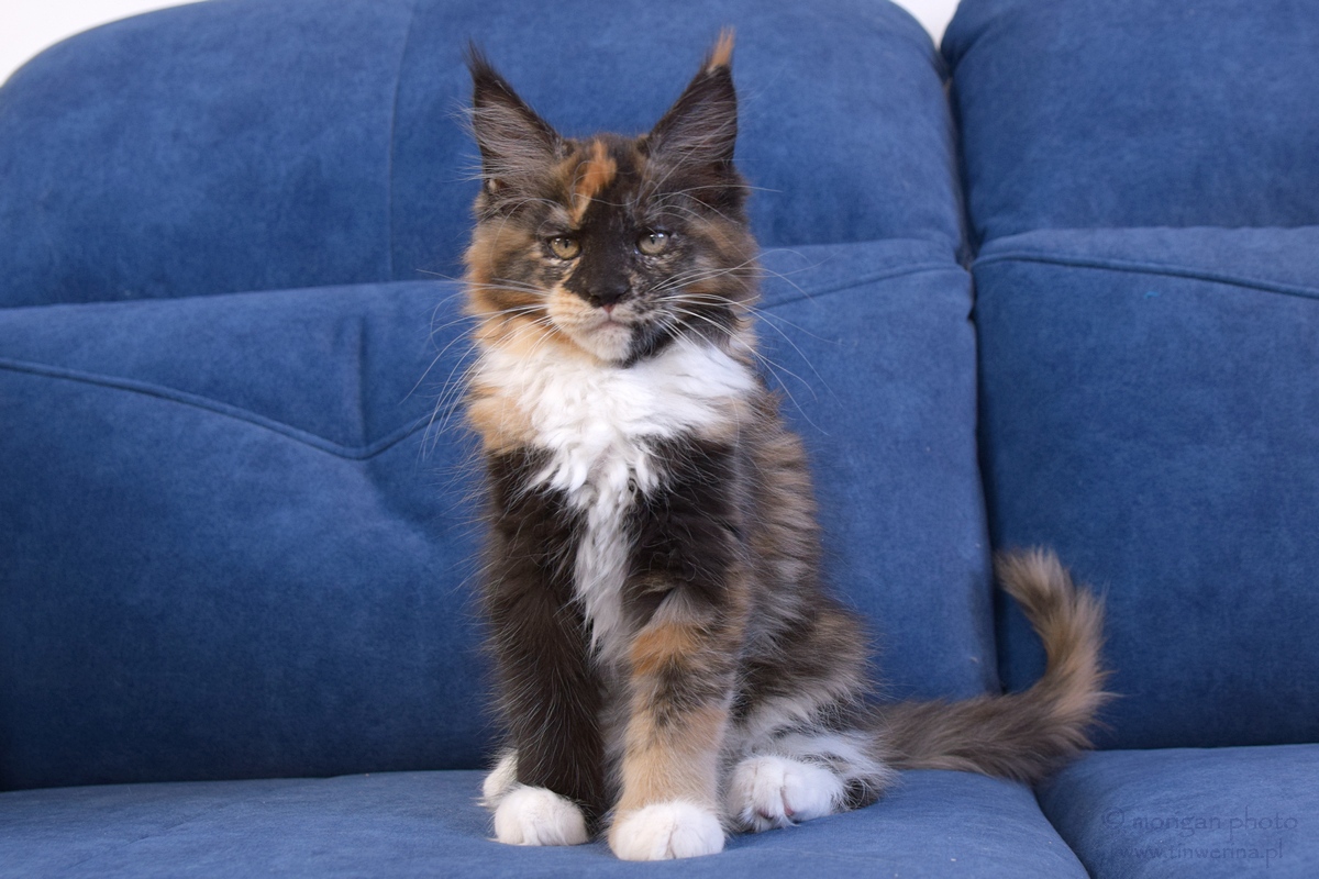 kocięta maine coon
