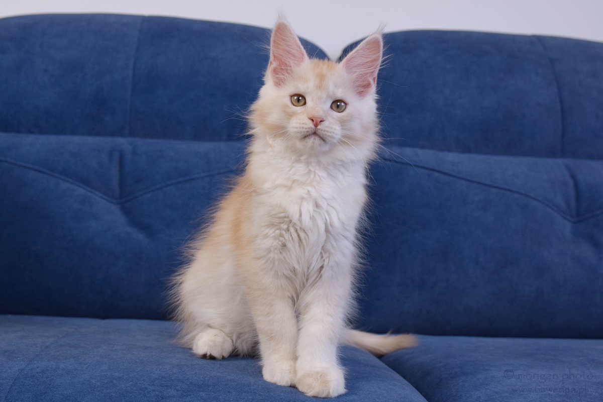 kocięta maine coon