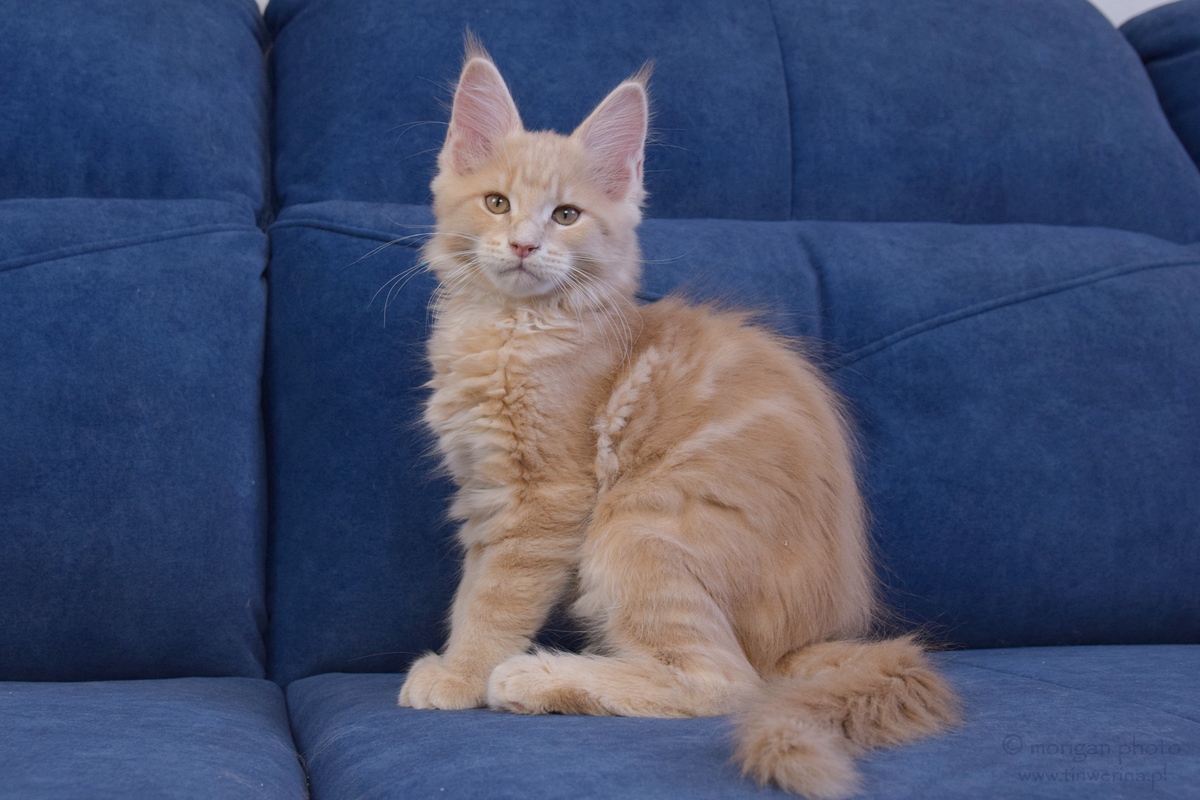kocięta maine coon