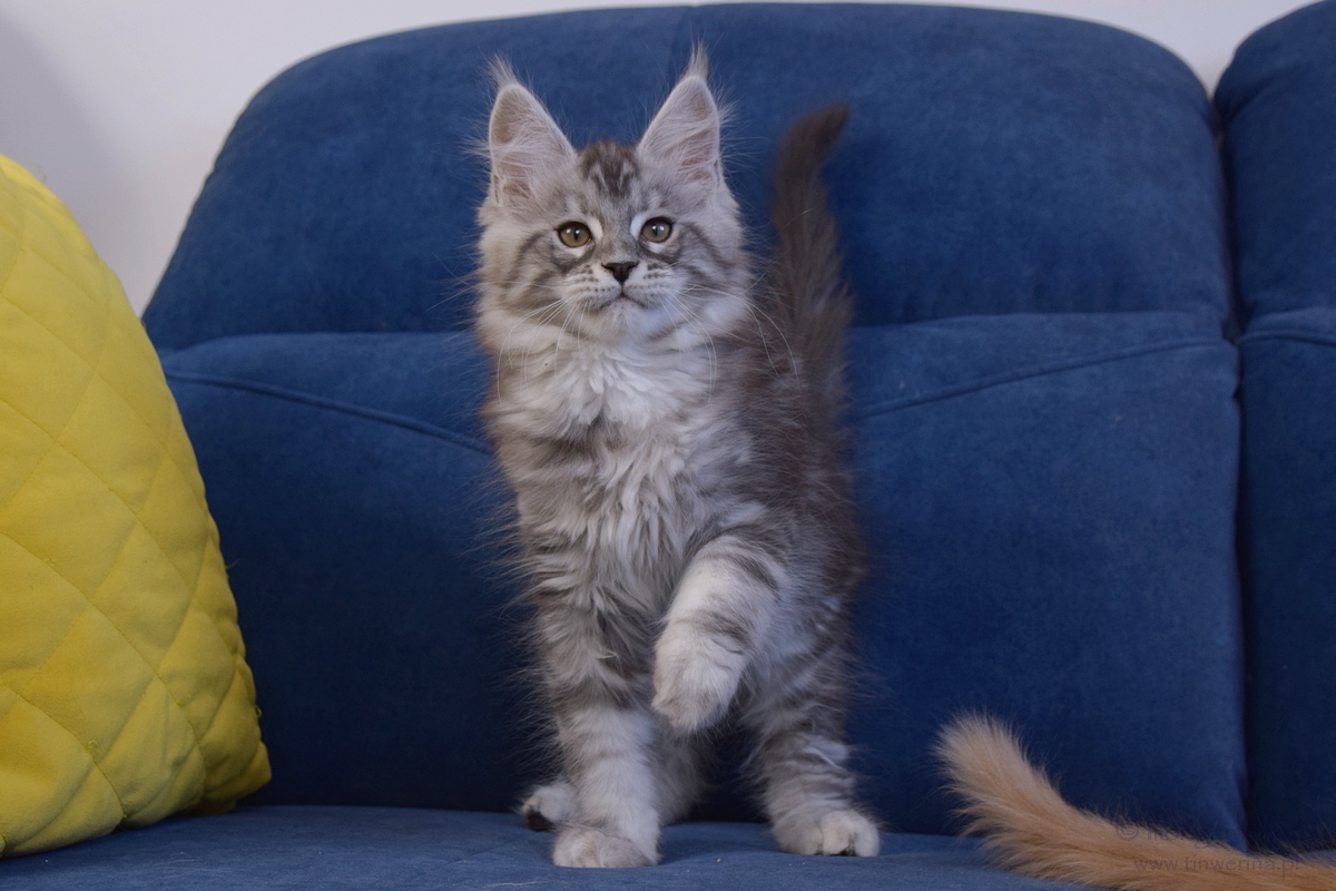 kocięta maine coon