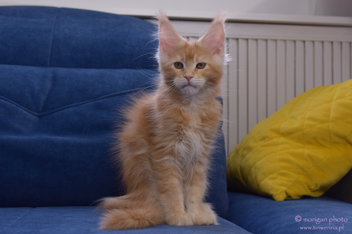 kocięta maine coon