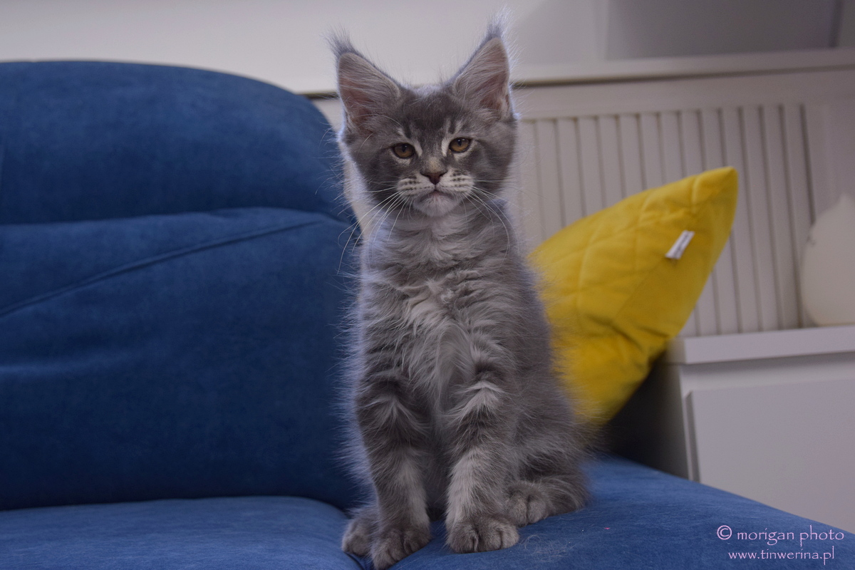 kocięta maine coon