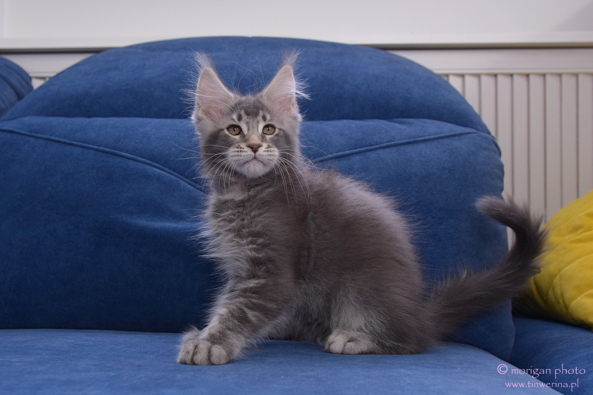 kocięta maine coon