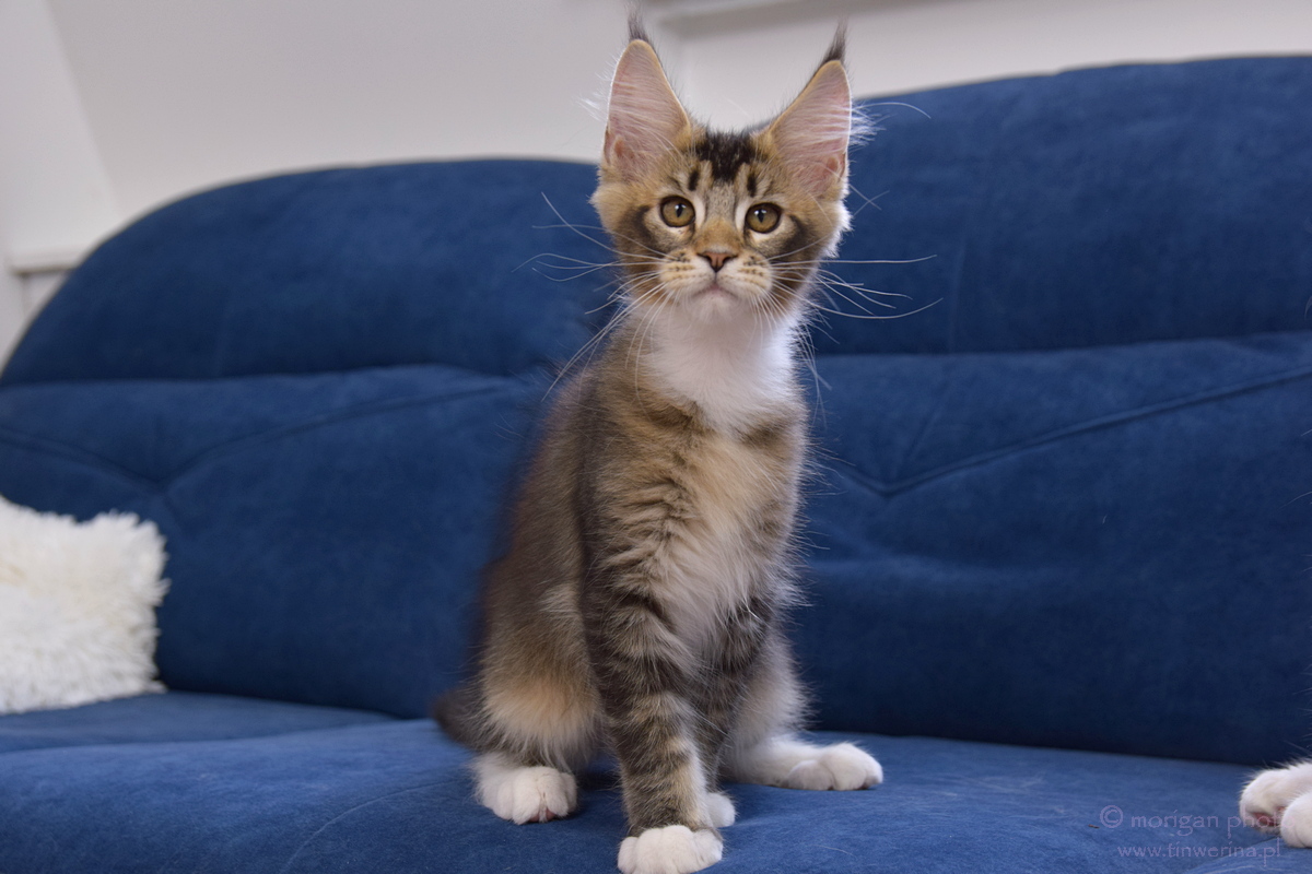 kocięta maine coon