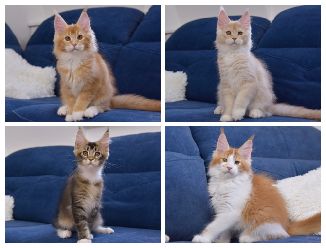 kocięta maine coon