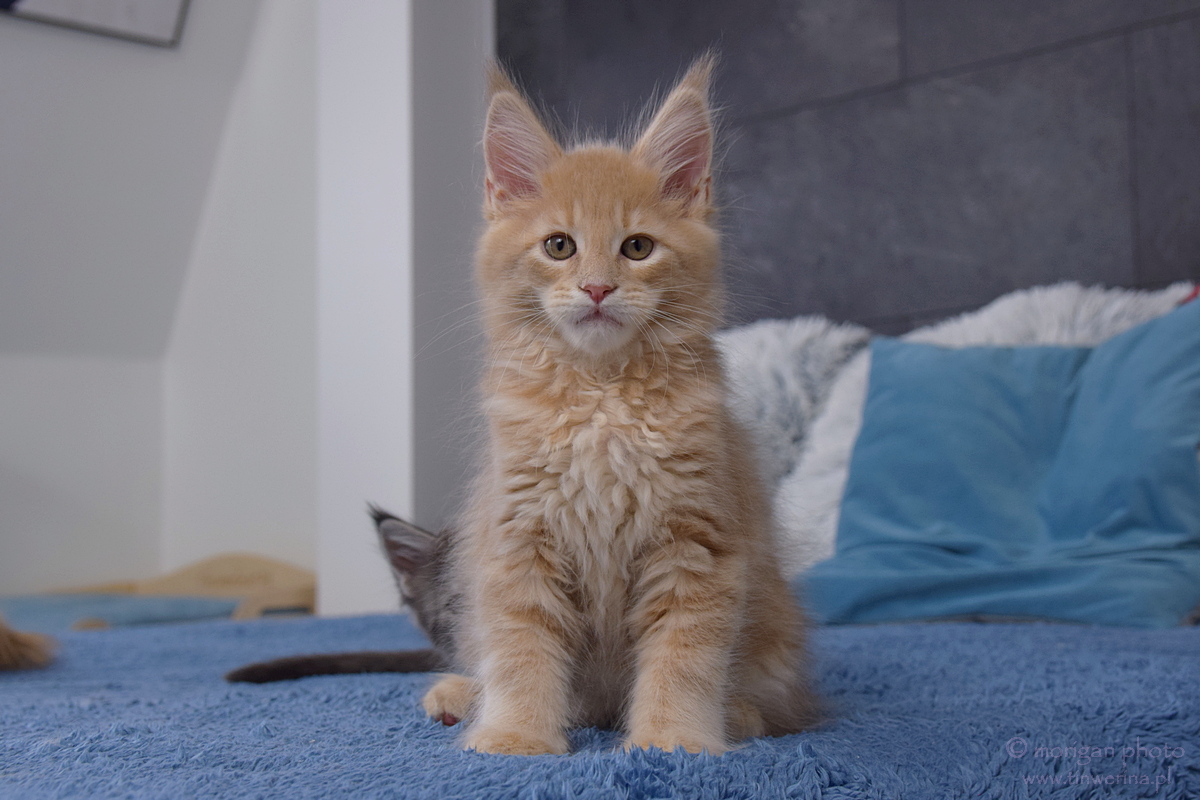 kocięta maine coon