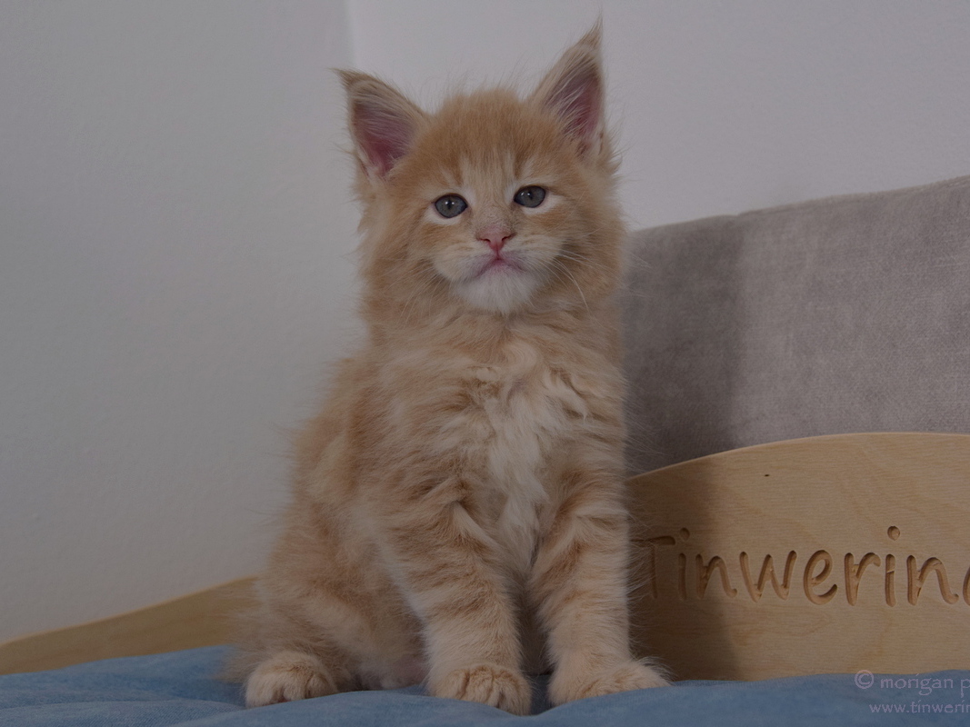 kocięta maine coon