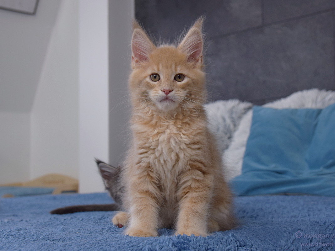 kocięta maine coon
