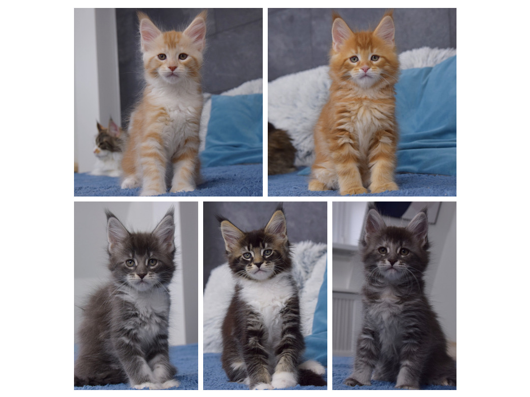 kocięta maine coon