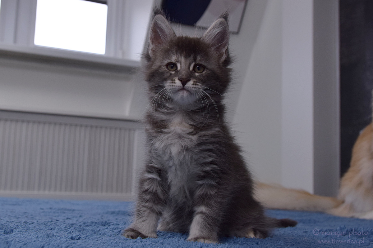 kocięta maine coon