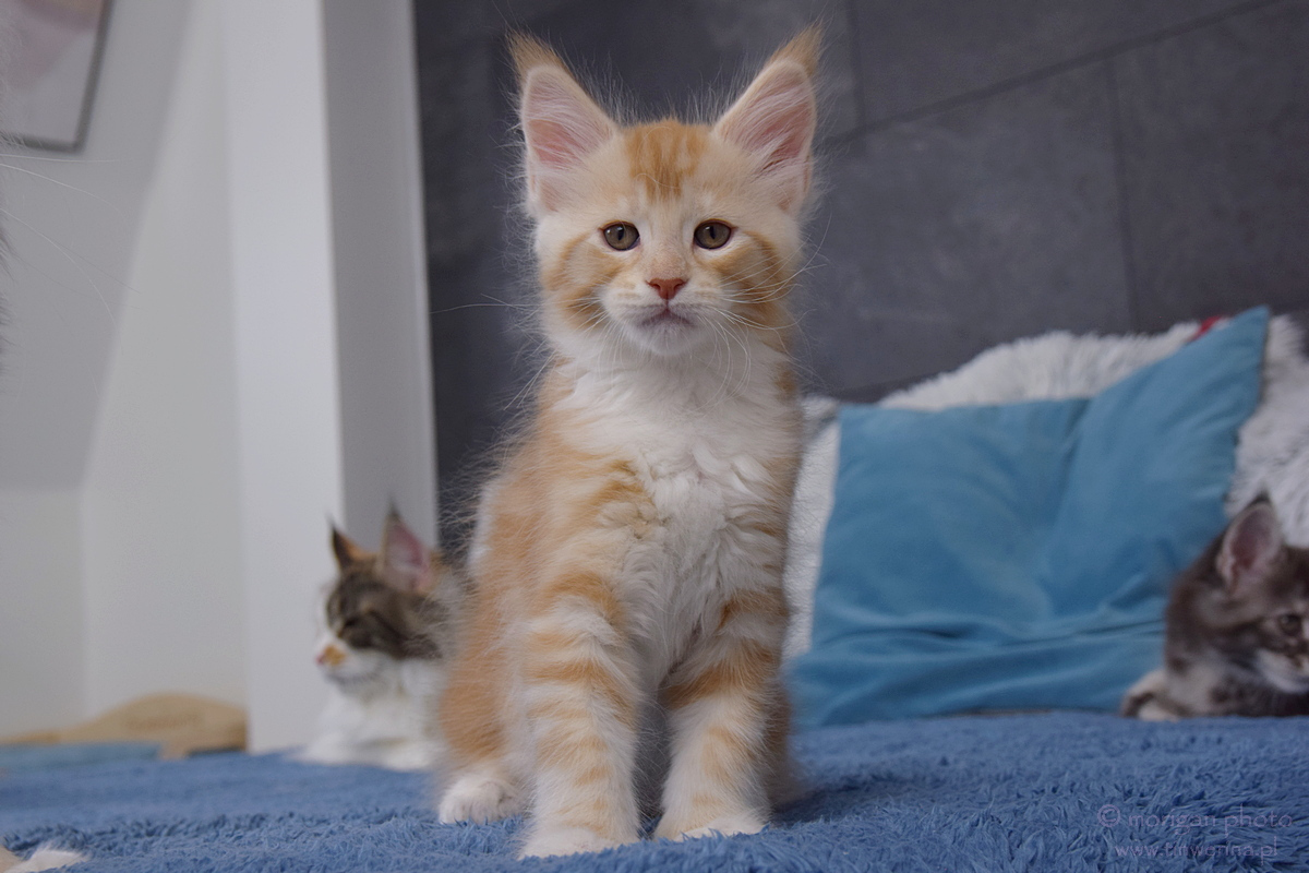 kocięta maine coon