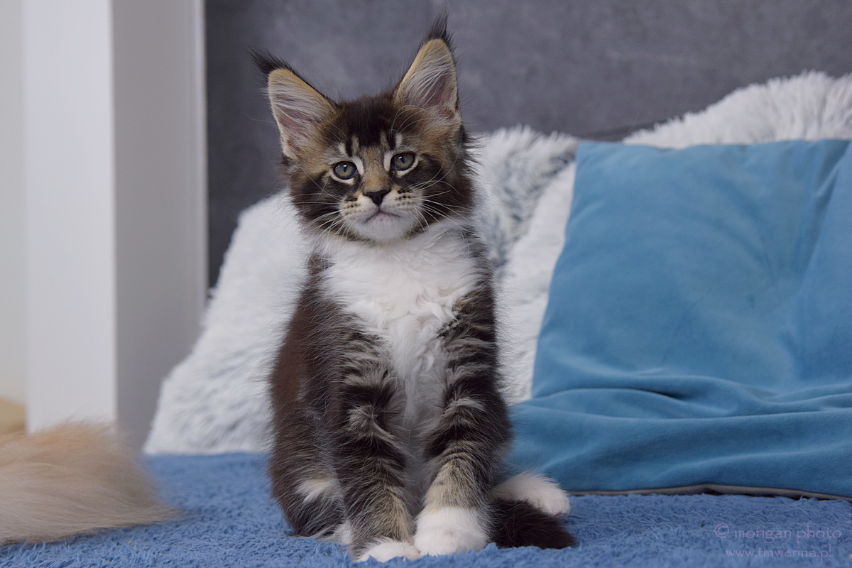 kocięta maine coon