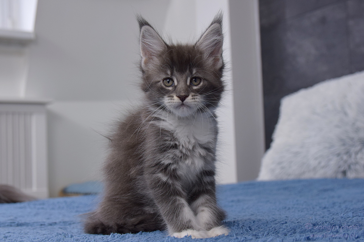 kocięta maine coon