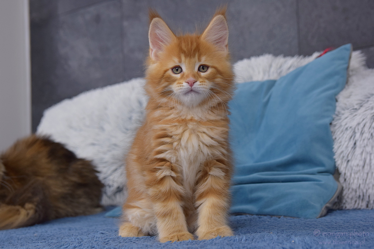 kocięta maine coon