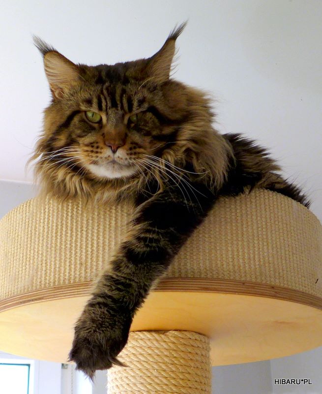 kocięta maine coon