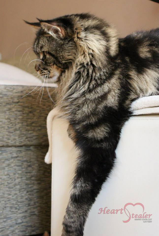 kocięta maine coon