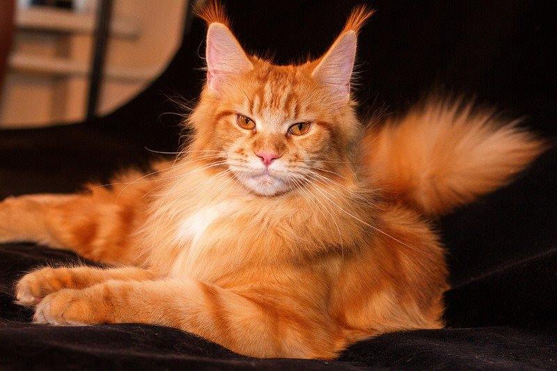 kocięta maine coon