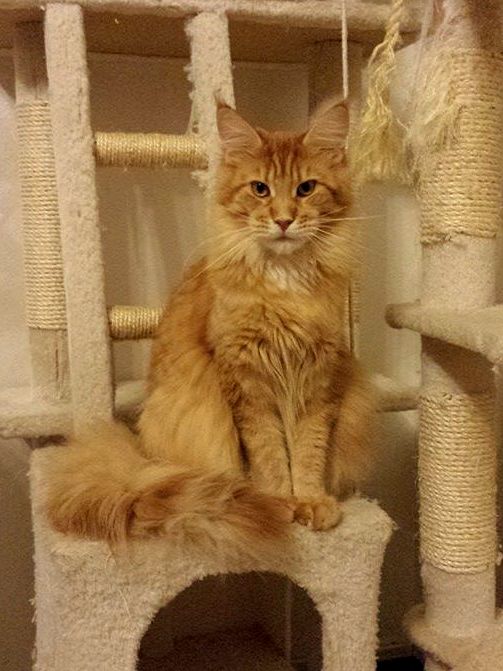 kocięta maine coon