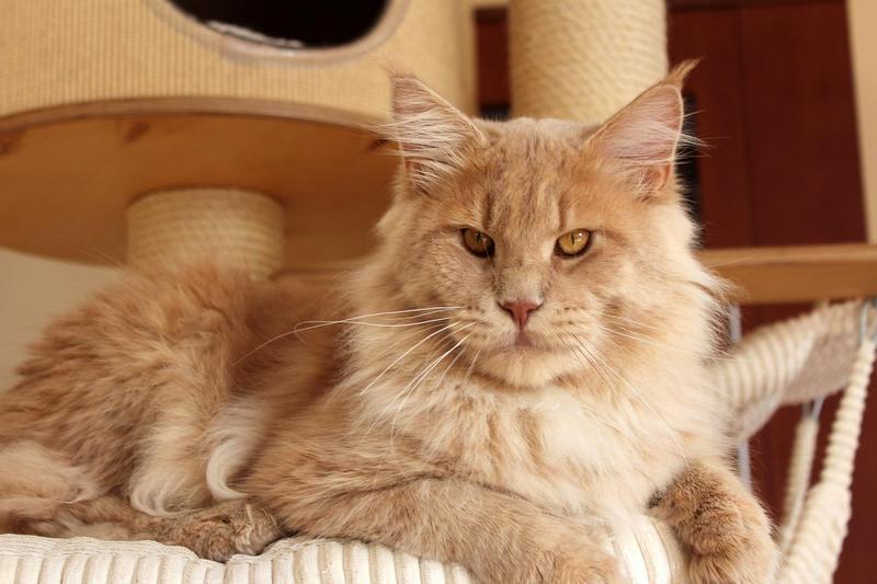 kocięta maine coon
