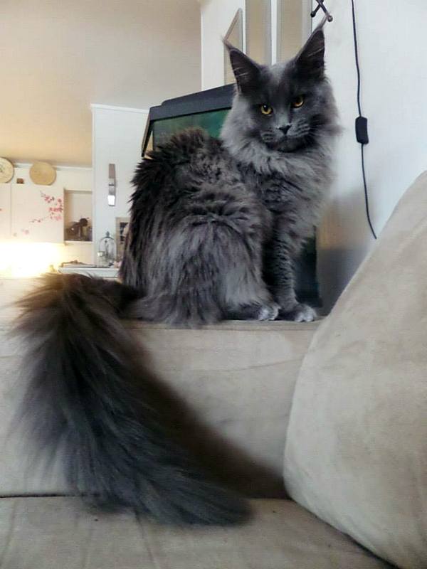 kocięta maine coon