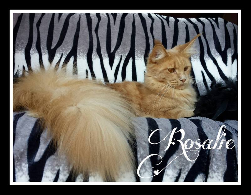 kocięta maine coon