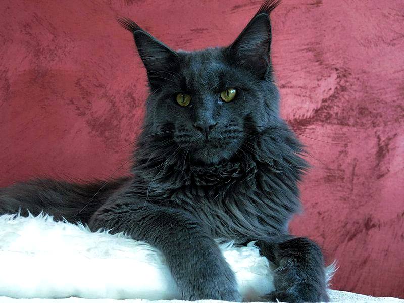 kocięta maine coon
