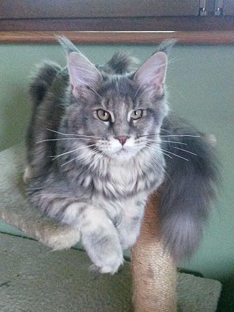 kocięta maine coon