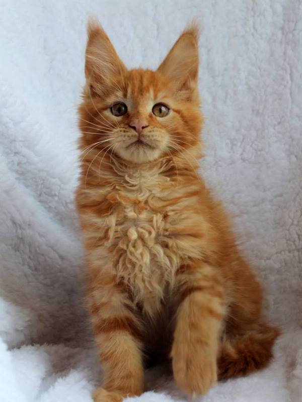 kocięta maine coon