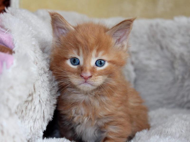 kocięta maine coon