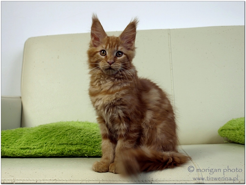 kocięta maine coon