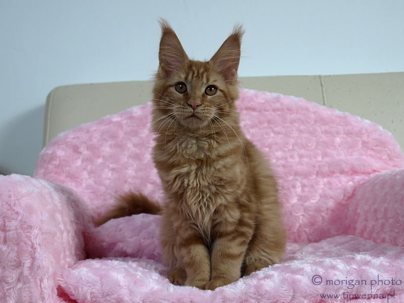 kocięta maine coon