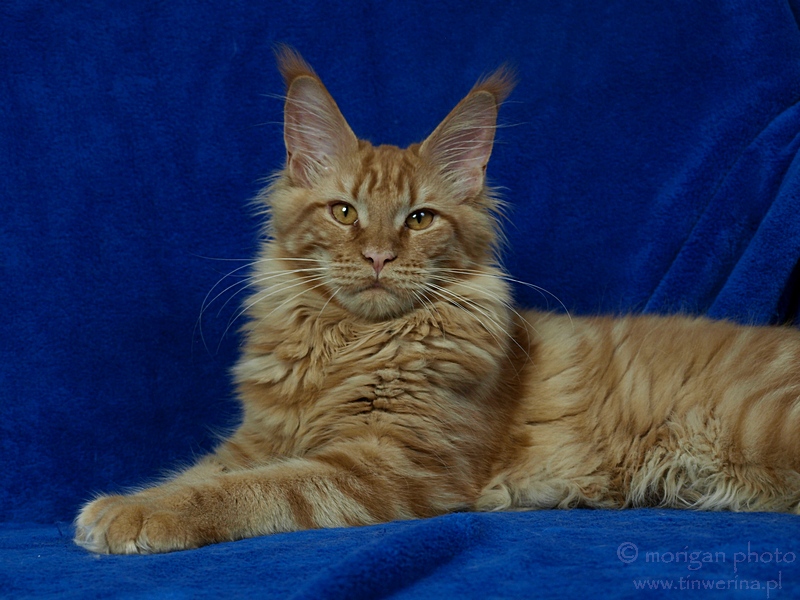 kocięta maine coon